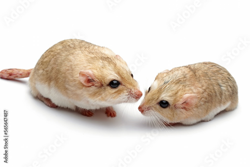 Gerbil fat tail isolated on white background , cute pet rodent, animals closeup