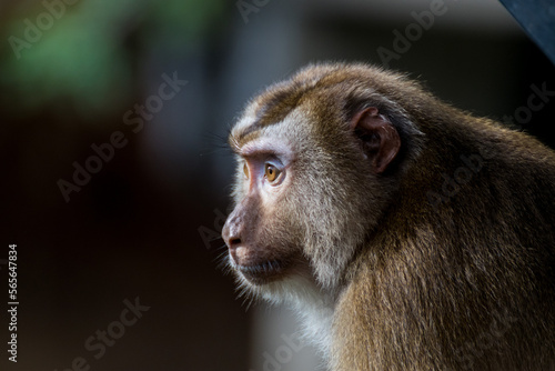 Thoughtful macaque monkey portrait photo