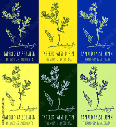 Set of drawings TAPERED FALSE LUPIN in different colors. Hand drawn illustration. Latin name THERMOPSIS LANCEOLATA. photo