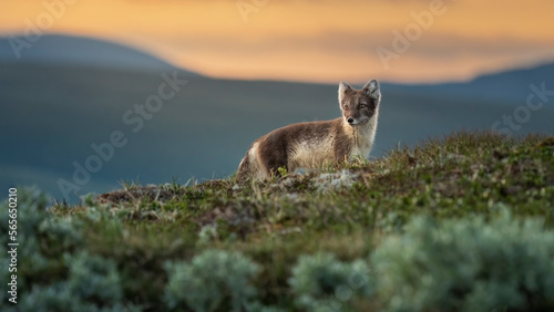 Arctic fox (gulpes lagopus) with negative space summer coat