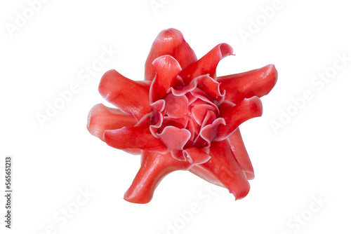 Top view of Torch Ginger, Etlingera elatior, Phaeomeria magnifica or Nicolaia elatior bloom isolated on white background included clipping path. photo