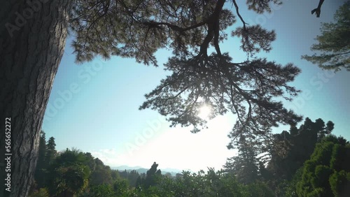 Epic tree branch in a sunny day