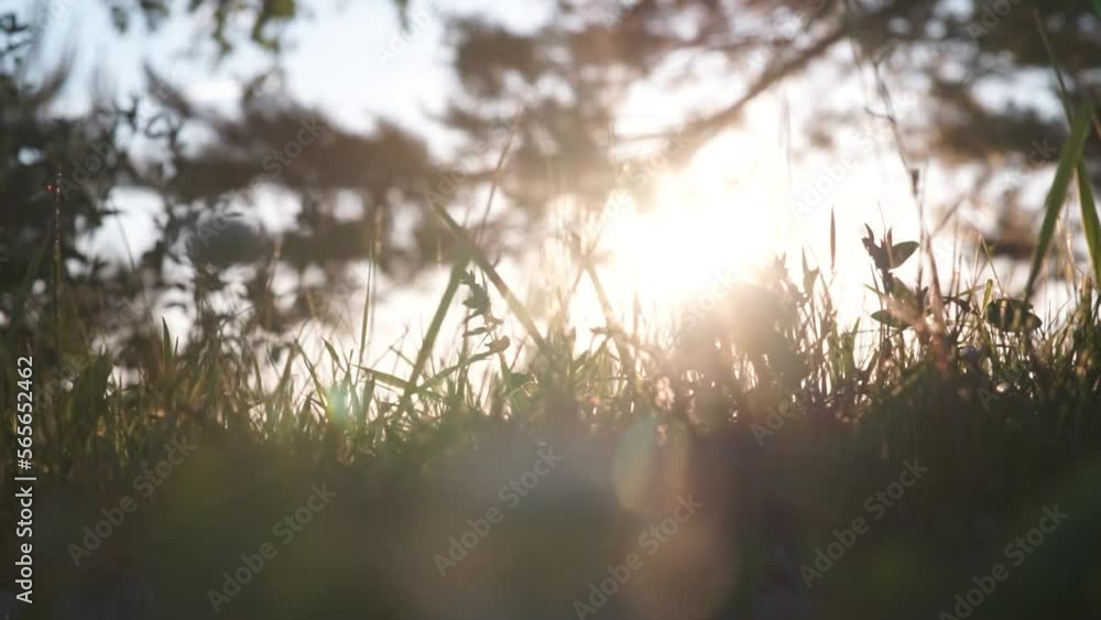 green juicy grass in summer on a sunlit field in the rays of the setting sun in the heat. The beginning of twilight outside the city in the forest green juicy grass in summer on a sunlit field in the rays of the setting sun in the heat. The beginning of twilight outside the city in the forest