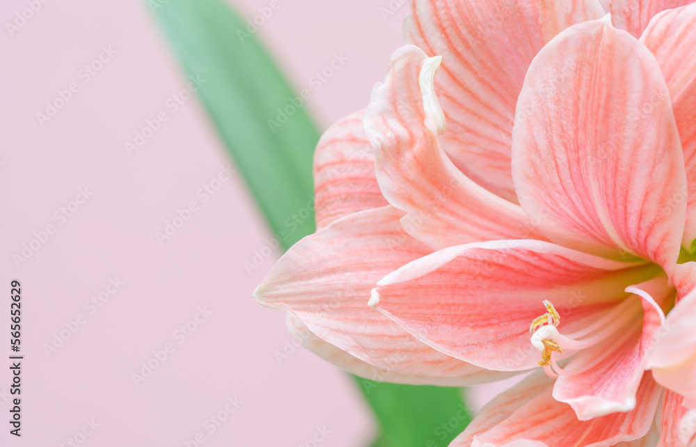 Close-up macro soft focus on petal pink Amaryllis flowers tropical forest plant blossom pastel background.nature spring flora desktop wallpaper,beauty or cosmetic banner poster, website cover design.