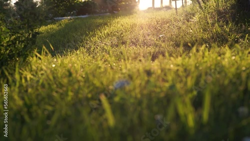 green juicy grass in summer on a sunlit field in the rays of the setting sun in the heat. The beginning of twilight outside the city in the forest