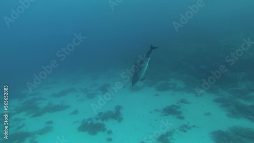 Wallpaper Mural The Red Sea Underwater World Torontodigital.ca
