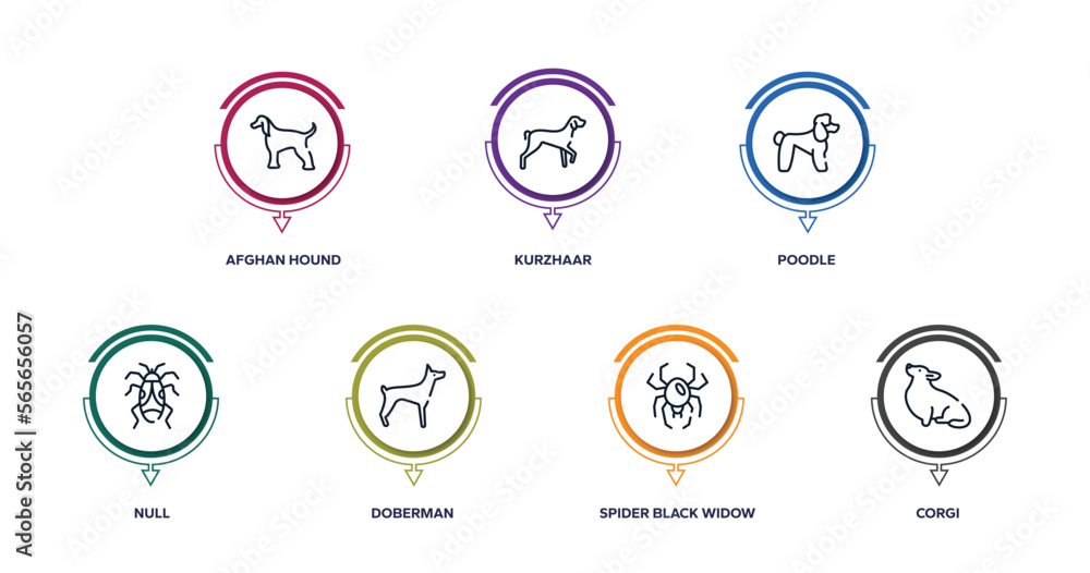 dog breeds fullbody outline icons with infographic template. thin line icons such as afghan hound, kurzhaar, poodle, null, doberman, spider black widow, corgi vector. dog breeds fullbody outline icons with infographic template. thin line icons such as afghan hound, kurzhaar, poodle, null, doberman, spider black widow, corgi vector.