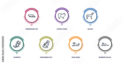 dog breeds fullbody outline icons with infographic template. thin line icons such as snowshoe cat, chow chow, saluki, scorpio, grooming pet, dog lying, border collie vector.