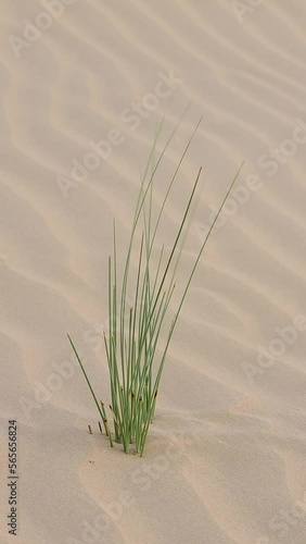 Green herbs swaying gently in the desert's sandy dunes. This vertical video is perfect for mobile viewing, offering an immersive experience with the serene beauty of nature in motion.