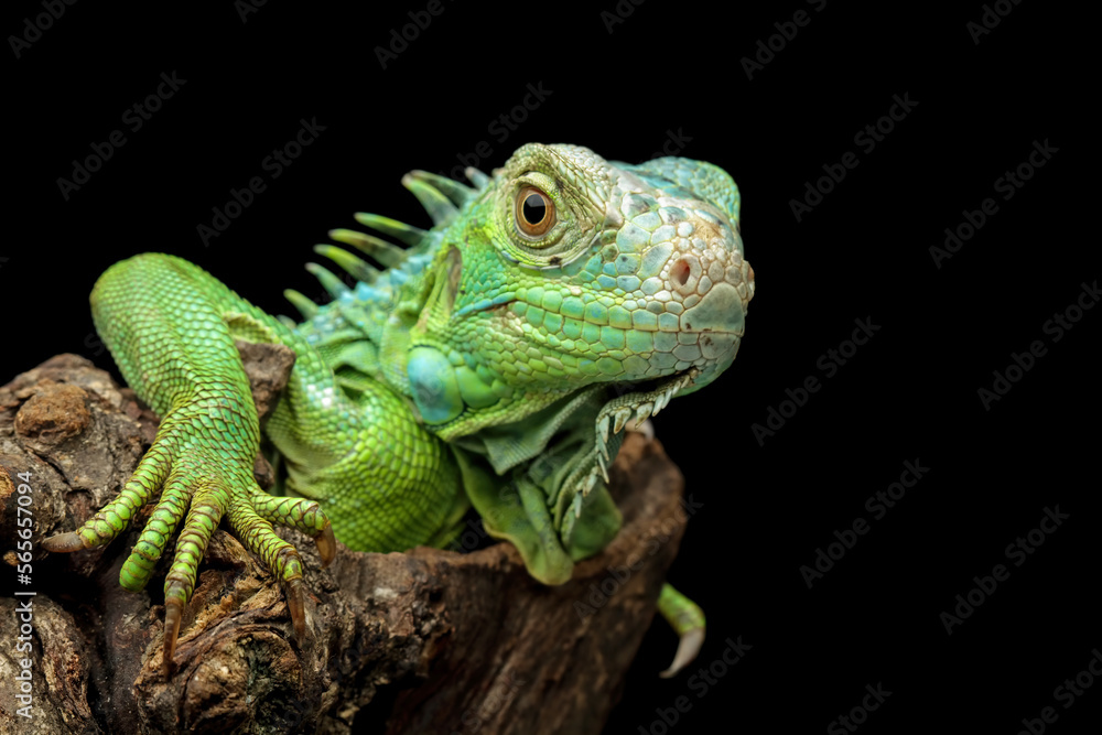 Closeup head of green iguana lizard,
beautiful lizard skin and spiked, green iguana side view on wood, animal closeup Closeup head of green iguana lizard,
beautiful lizard skin and spiked, green iguana side view on wood, animal closeup