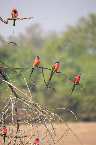 Southern carmine bee-eaters