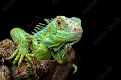 Closeup head of green iguana lizard, beautiful lizard skin and spiked, green iguana side view on wood, animal closeup