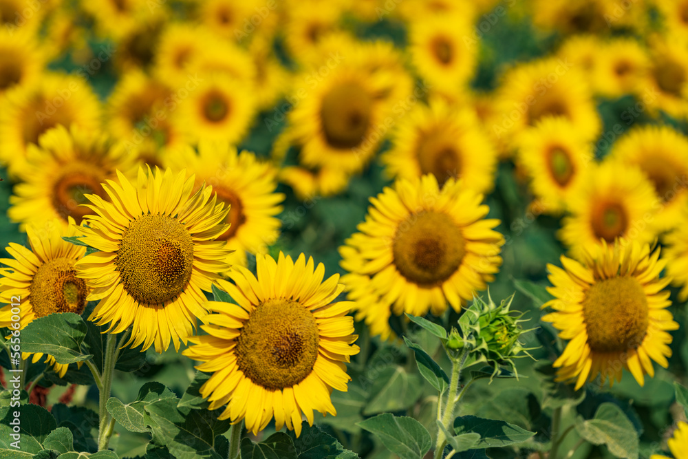 Yellow bloom field. Sunflower blooming blossom. Flower meadow in natural environment. Helianthus.