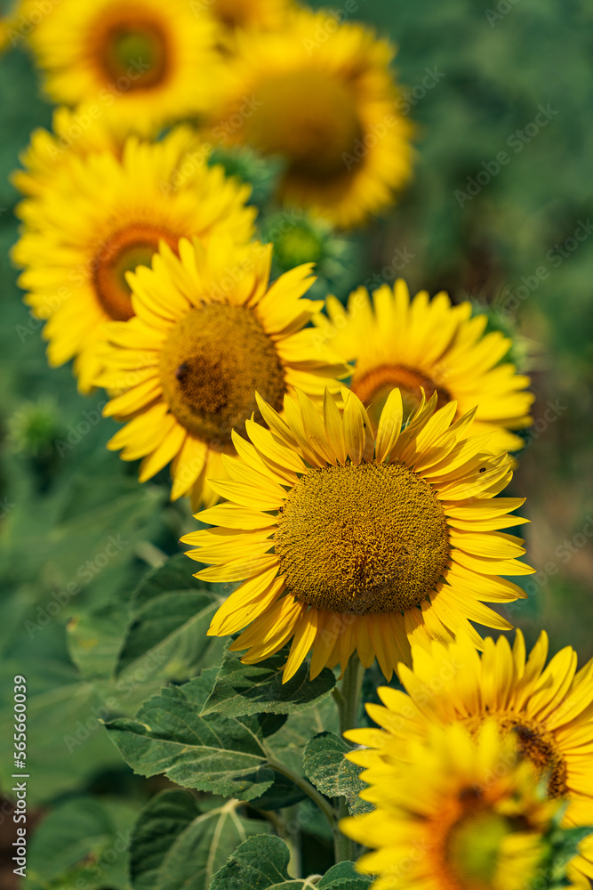 Yellow bloom field. Sunflower blooming blossom. Flower meadow in natural environment. Helianthus.