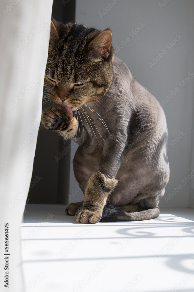 A cat of British breed sits on a windowsill behind a curtain. The cat licks itself.