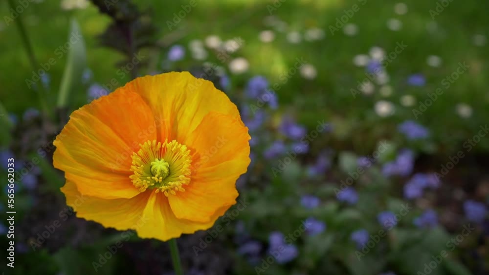 Yellow poppy flower swinging in the wind. Yellow poppy flower swinging in the wind.