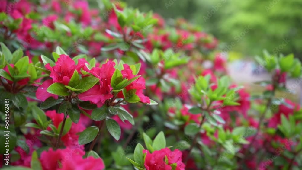 Red azalea - Rhododendron - flowers are bloom in Fukuoka city, JAPAN. Without sounds Red azalea - Rhododendron - flowers are bloom in Fukuoka city, JAPAN. Without sounds