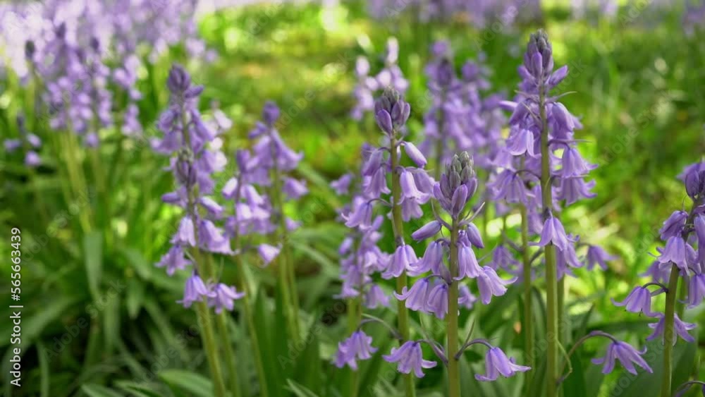 Beautiful blue hyacinth flowers, spring primrose in the garden. Beautiful blue hyacinth flowers, spring primrose in the garden.