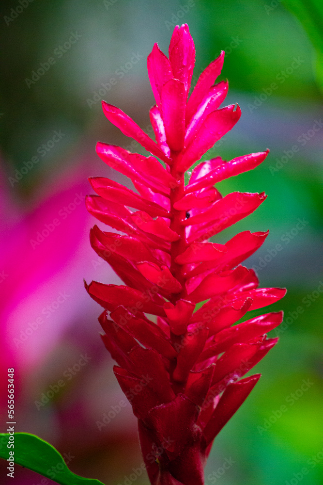 Beautiful colorful pink ginger flower (Alpinia purpurata) plants with unique shape spotted in rainforest in Costa Rica Beautiful colorful pink ginger flower (Alpinia purpurata) plants with unique shape spotted in rainforest in Costa Rica