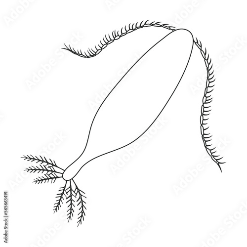 Plankton vector icon.Outline vector icon isolated on white background plankton.