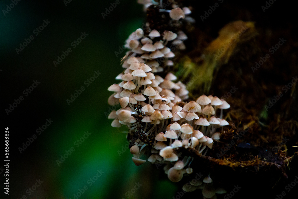 Beautiful small mushrooms overgrow the trunk of a dead tree in Manuel Antonio National Park, Costa Rica Beautiful small mushrooms overgrow the trunk of a dead tree in Manuel Antonio National Park, Costa Rica