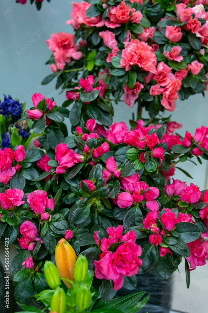 Fototapeta premium red azalea