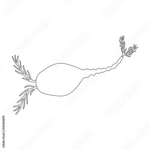 Plankton vector icon.Outline vector icon isolated on white background plankton.