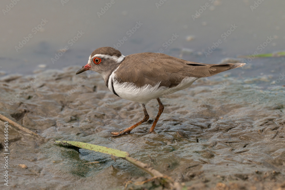 Obraz premium Gravelot à triple collier, .Charadrius tricollaris, Three banded Plover