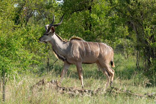 Grand koudou, Tragelaphus strepsiceros, mâle, Parc national Kruger, Afrique du Sud