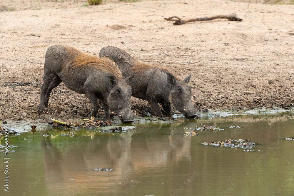 Phacochère commun, Phacochoerus africanus, Afrique du Sud Phacochère commun, Phacochoerus africanus, Afrique du Sud