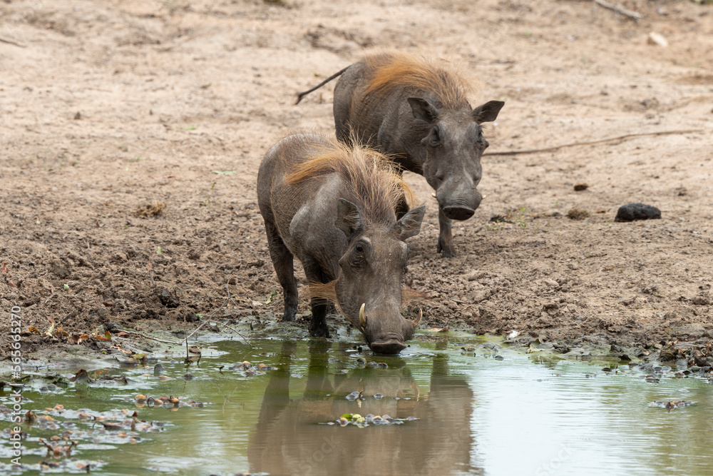 Phacochère commun, Phacochoerus africanus, Afrique du Sud Phacochère commun, Phacochoerus africanus, Afrique du Sud