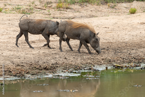 Phacochère commun, Phacochoerus africanus, Afrique du Sud