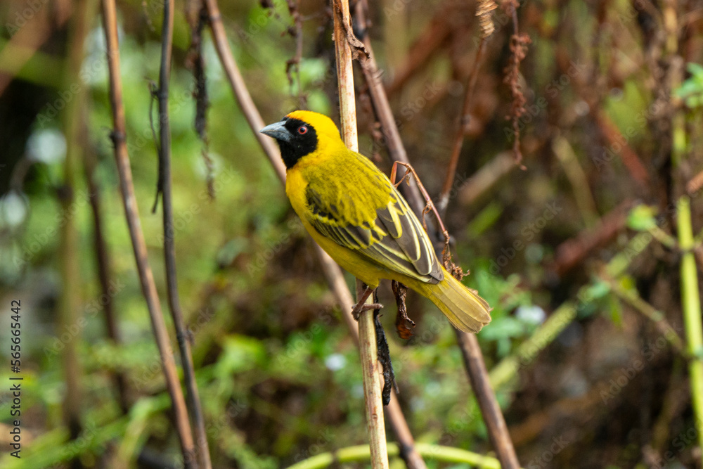 Tisserin gendarme, mâle,.Ploceus cucullatus, Village Weaver, Afrique du Sud