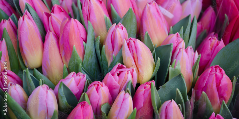 Fototapeta premium Bouquet of fresh pink tulips on a light blurred background.
