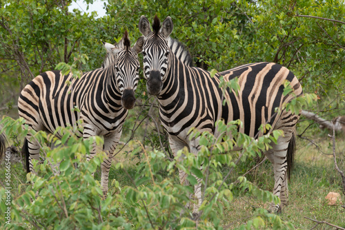 Z  bre de Burchell  Equus quagga  Parc national Marachele  Afrique du Sud