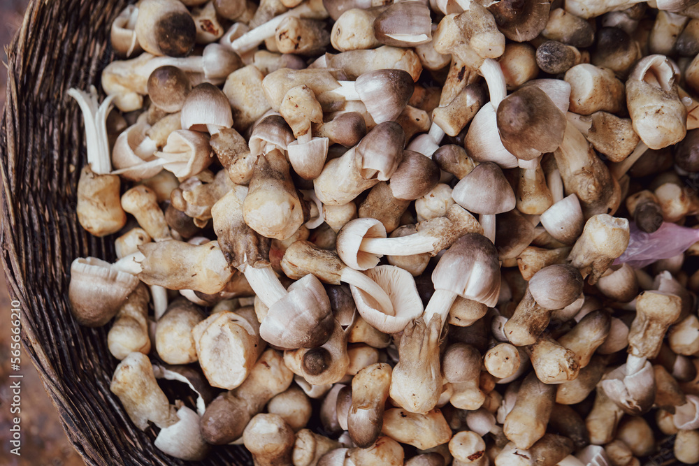 mushrooms in a basket,  traditional market	