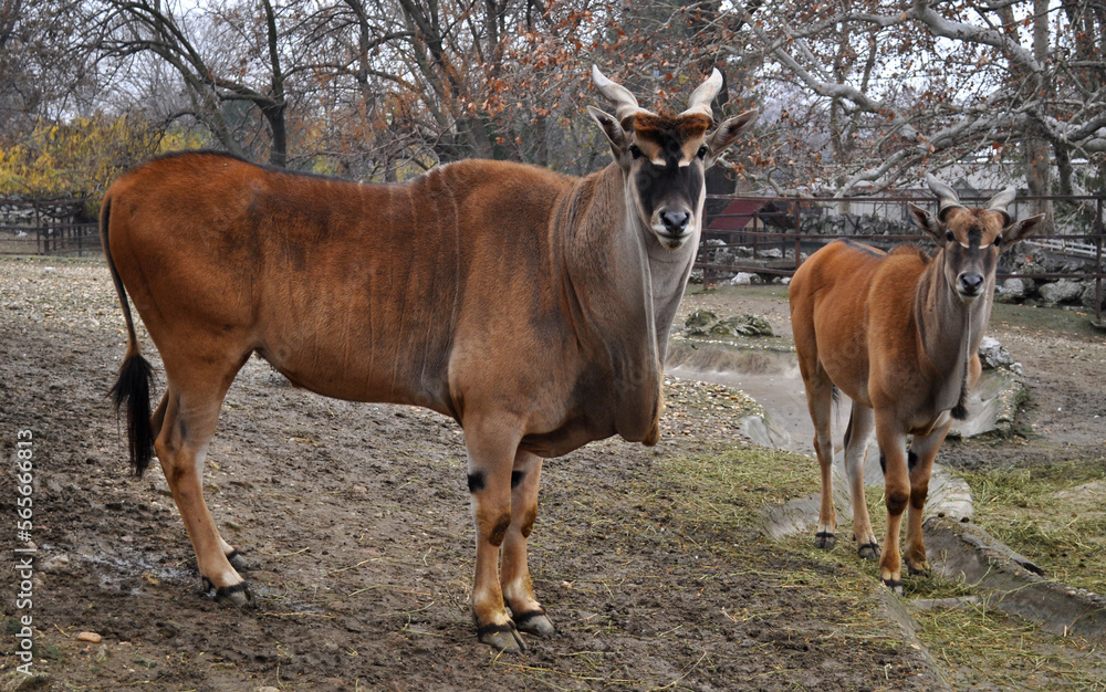 Common eland (Taurotragus oryx) portrait Common eland (Taurotragus oryx) portrait