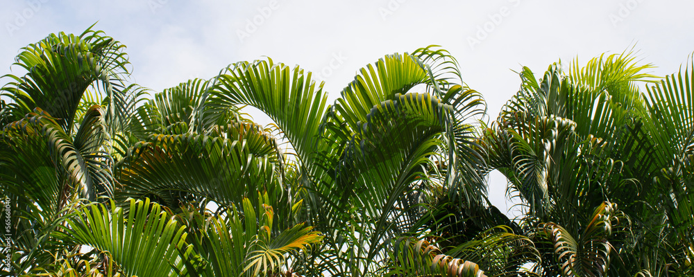 Fototapeta premium tropical palm leaf on bright sky background