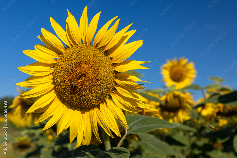 Ein Feld voller Sonnenblumen Ein Feld voller Sonnenblumen