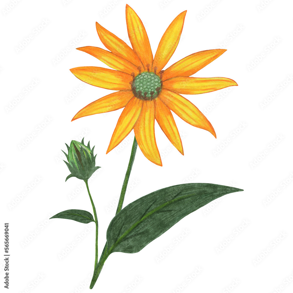 Yellow Topinambur with Green Leaves Isolated on White Background. Jerusalem Artichoke Flower Element Drawn by Colored Pencil. Yellow Topinambur with Green Leaves Isolated on White Background. Jerusalem Artichoke Flower Element Drawn by Colored Pencil.