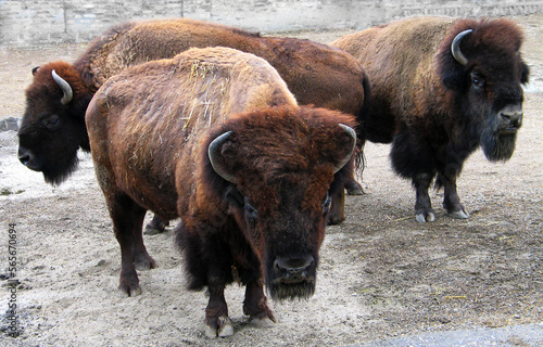 Fotografi American bison (Bison bison) portrait