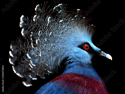 Victoria crowned pigeon (Goura victoria)