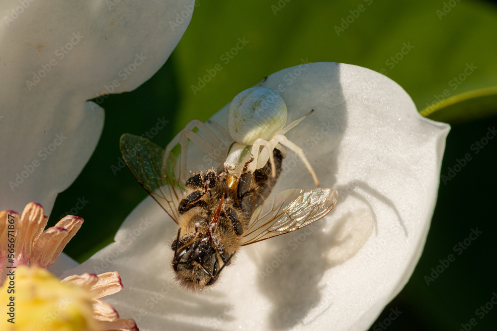 pająk kwietnik atakuje pszczołę na roślinie - obrazy, fototapety, plakaty 