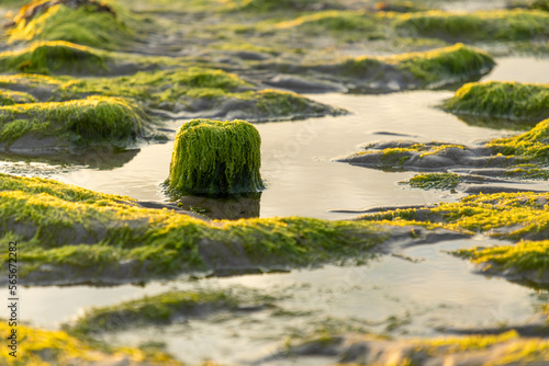 Tiere im Wasser und in der Luft photo