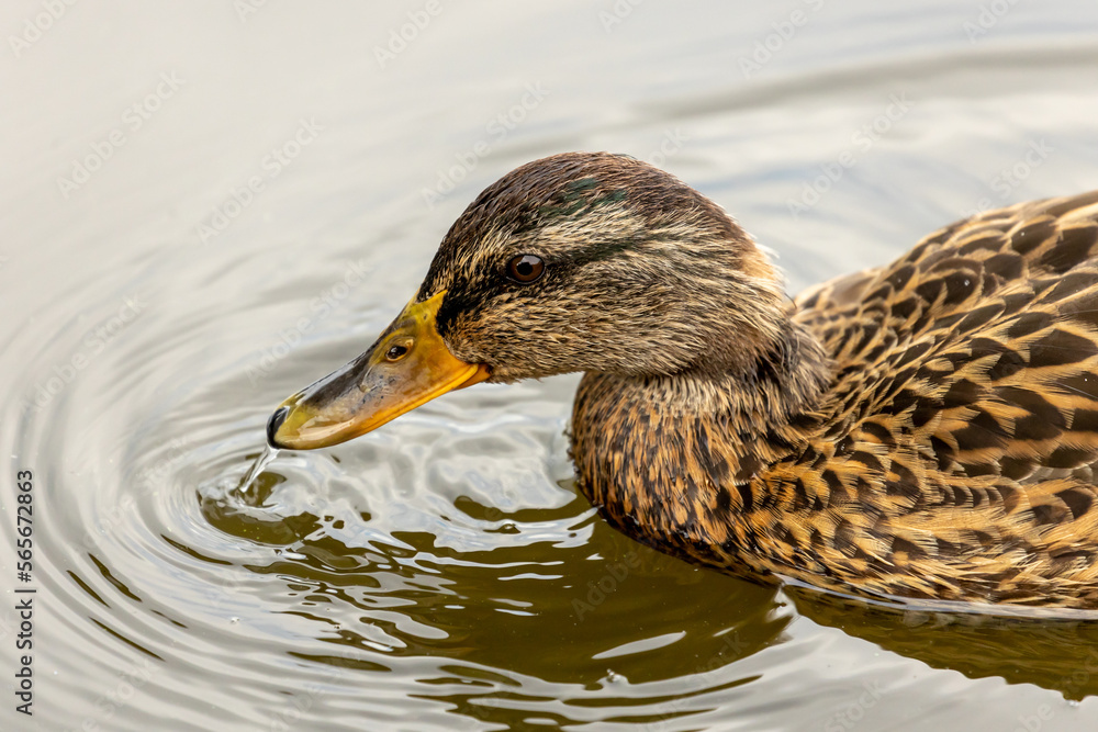 Fototapeta premium Eine Reise durch die Niederlande