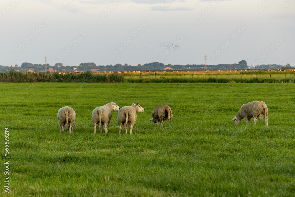 Eine Reise durch die Niederlande Eine Reise durch die Niederlande