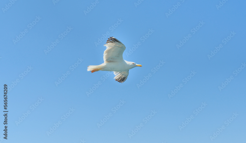 Fototapeta premium A seagull flies against a clear blue sky