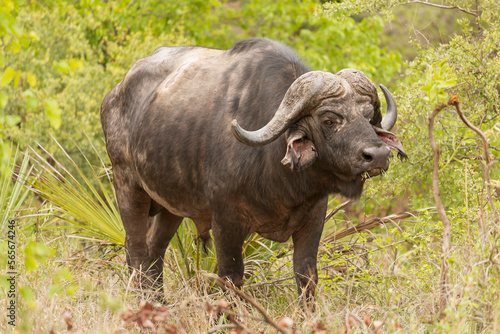 African buffalo, Cape buffalo  - Syncerus caffer, bull with the green vegetation in background. Photo from Kruger National Park in South Africa. © PIOTR