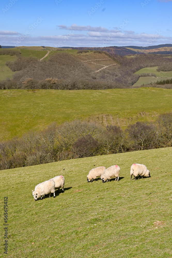 Fototapeta premium Sheep grazing on a hill farm in a rural area with mountains in the background