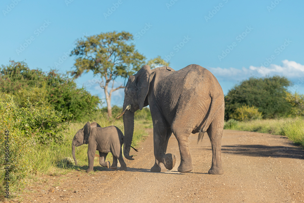 African bush elephants - Loxodonta africana - also known as the African savanna elephants mother with calf crossing the road at Kruger National Park in South Africa. African bush elephants - Loxodonta africana - also known as the African savanna elephants mother with calf crossing the road at Kruger National Park in South Africa.
